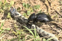 Carabus finitimus