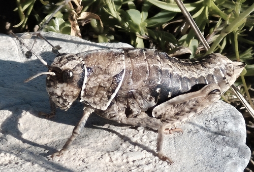Bulgarian Stone Grasshopper