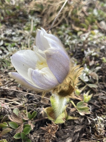 Pulsatilla vernalis, photograph 1