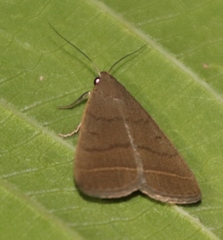 Simplicia extinctalis