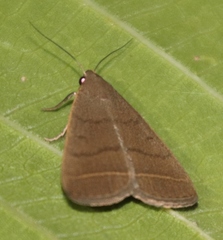 Simplicia extinctalis