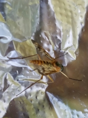 Rhagio albicornis