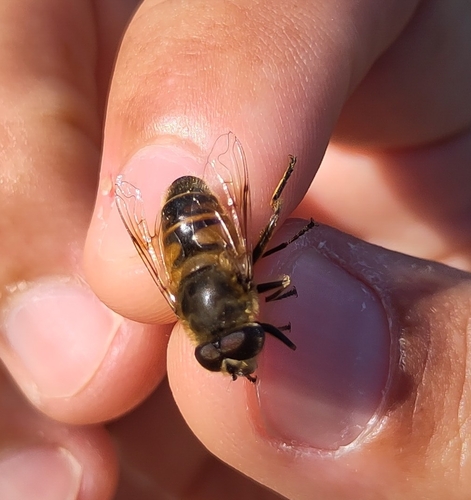 Common Drone Fly