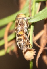 Eristalodes