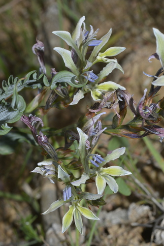 Striated Bobbejaantjie