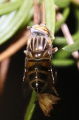 Eristalodes