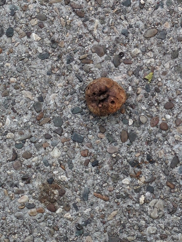 Oak Apple Gall Wasp