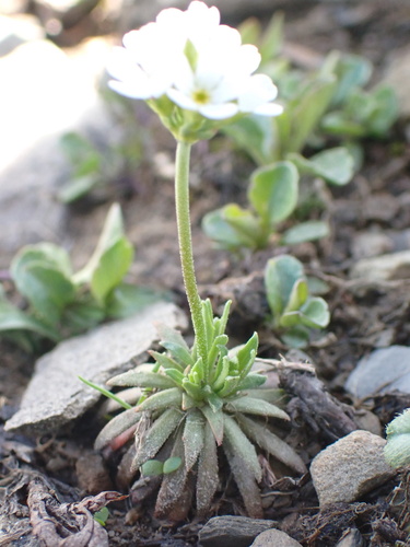 Androsace adfinis, photograph 2