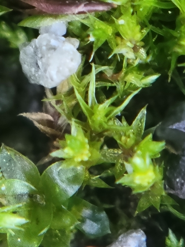 Gemmabryum dichotomum observed 2026-06-27