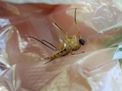 Rhagio albicornis