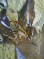 Rhagio albicornis
