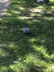 Columba livia domestica