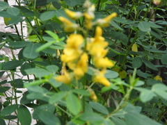 Crotalaria longirostrata