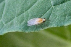 Acalyptratae