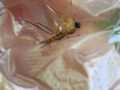 Rhagio albicornis