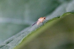 Acalyptratae