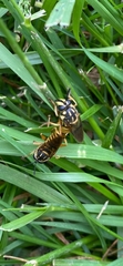 Sphecomyia vittata