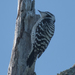 Downy × Ladder-backed Woodpecker - Photo (c) Scott Buckel, some rights reserved (CC BY-NC), uploaded by Scott Buckel