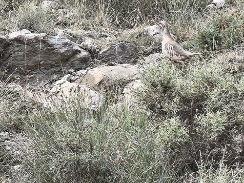 Red-legged Partridge