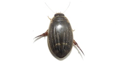 Acilius semisulcatus