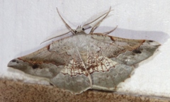 Drepanogynis mixtaria