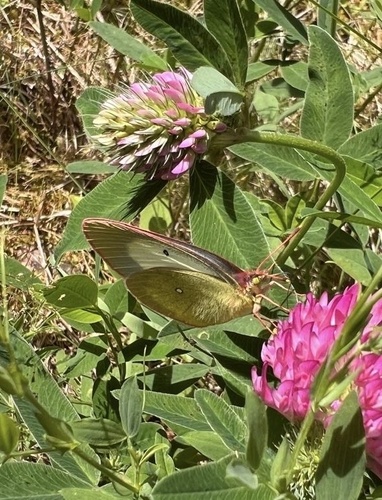 Moorland Clouded Yellow