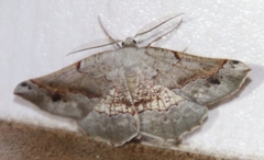 Drepanogynis mixtaria