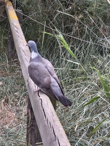 Common Wood-Pigeon