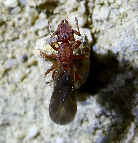 Wheeler’s Fungus-farming Ant