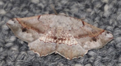 Drepanogynis mixtaria