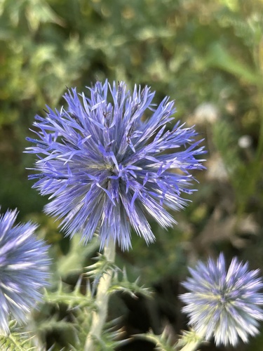 southern globe thistle