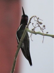 Heliomaster squamosus