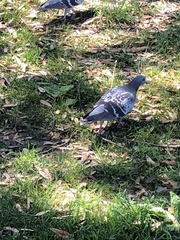 Columba livia domestica