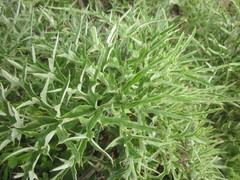 Cynara cardunculus cardunculus