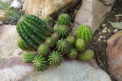 Echinopsis oxygona