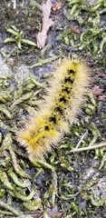 Lophocampa argentata