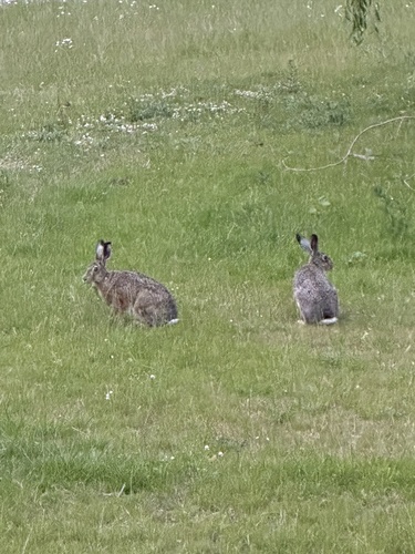 Brown Hare