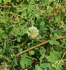 Trifolium repens