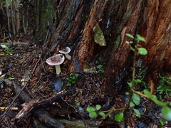 Russula roseopileata