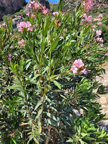 oleander