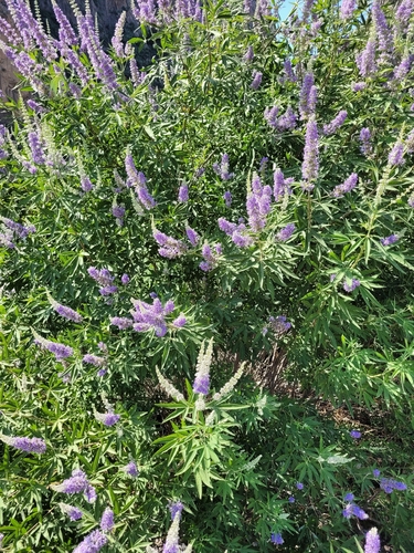 Lilac chaste tree