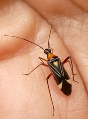 Closterocoris amoenus