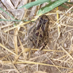 Sclerophrys garmani