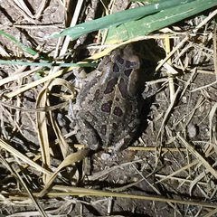 Sclerophrys garmani
