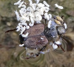 Hoplia
