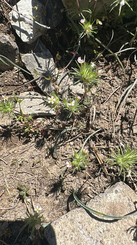Leptosiphon ciliatus
