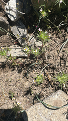 Leptosiphon ciliatus