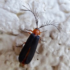 Pterotus obscuripennis
