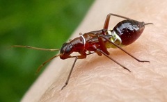 Closterocoris amoenus
