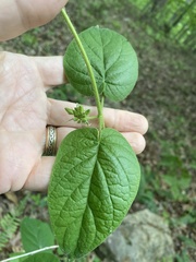 Matelea carolinensis